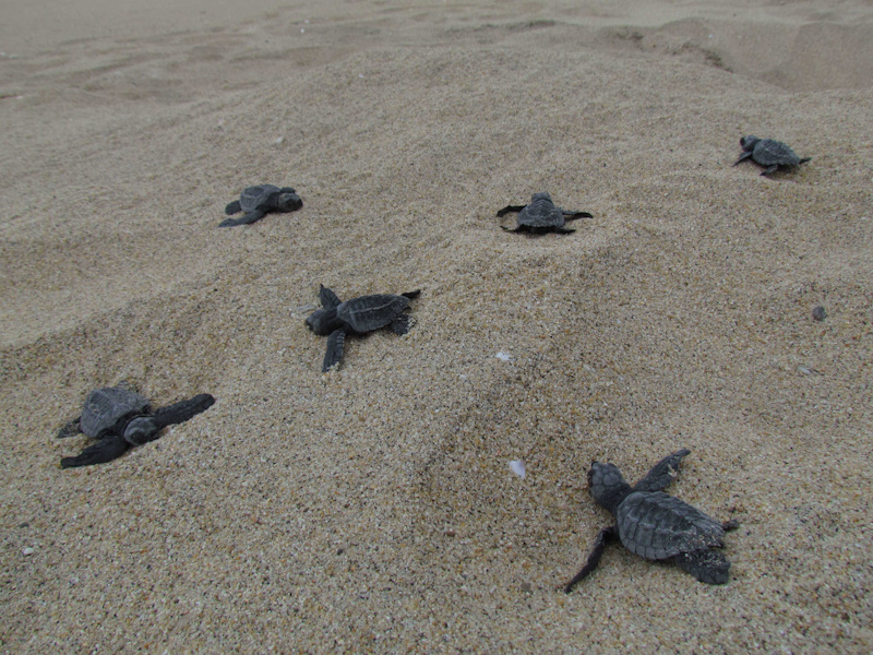Sea turtle hatch on Southern Playa Los Cerritos, just steps from Casa j9