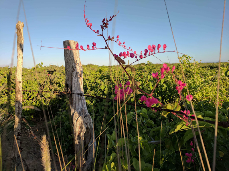 Native flowers within Rancho Nuevo