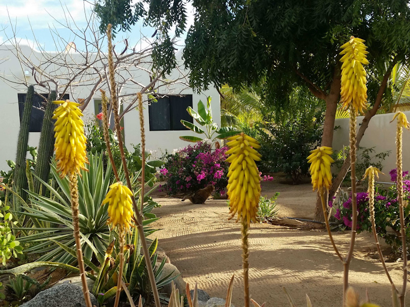 Colorful landscape plants surround Casita j9