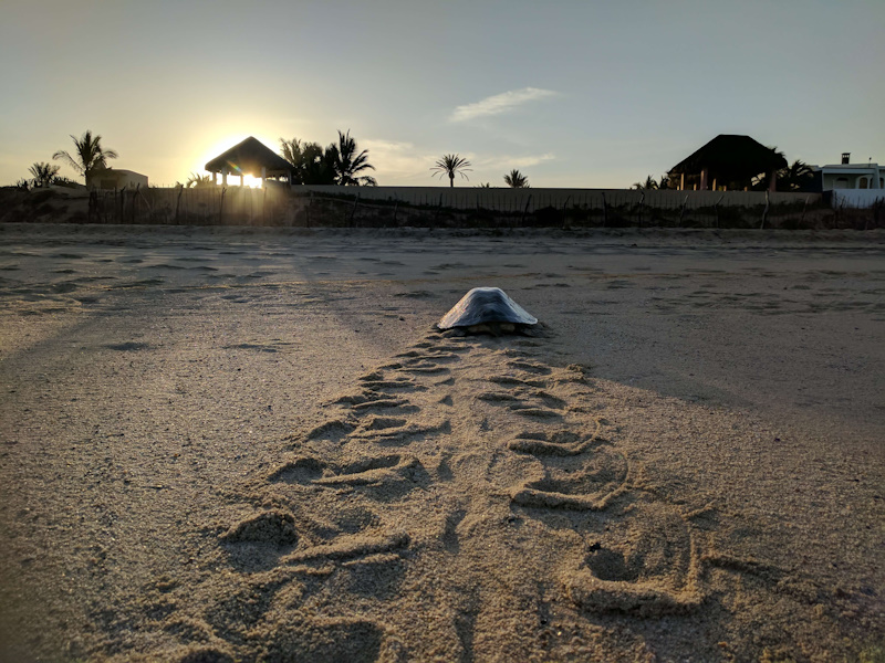 Sea turtles nest on the beach 300 yards from the Casa j9 property
